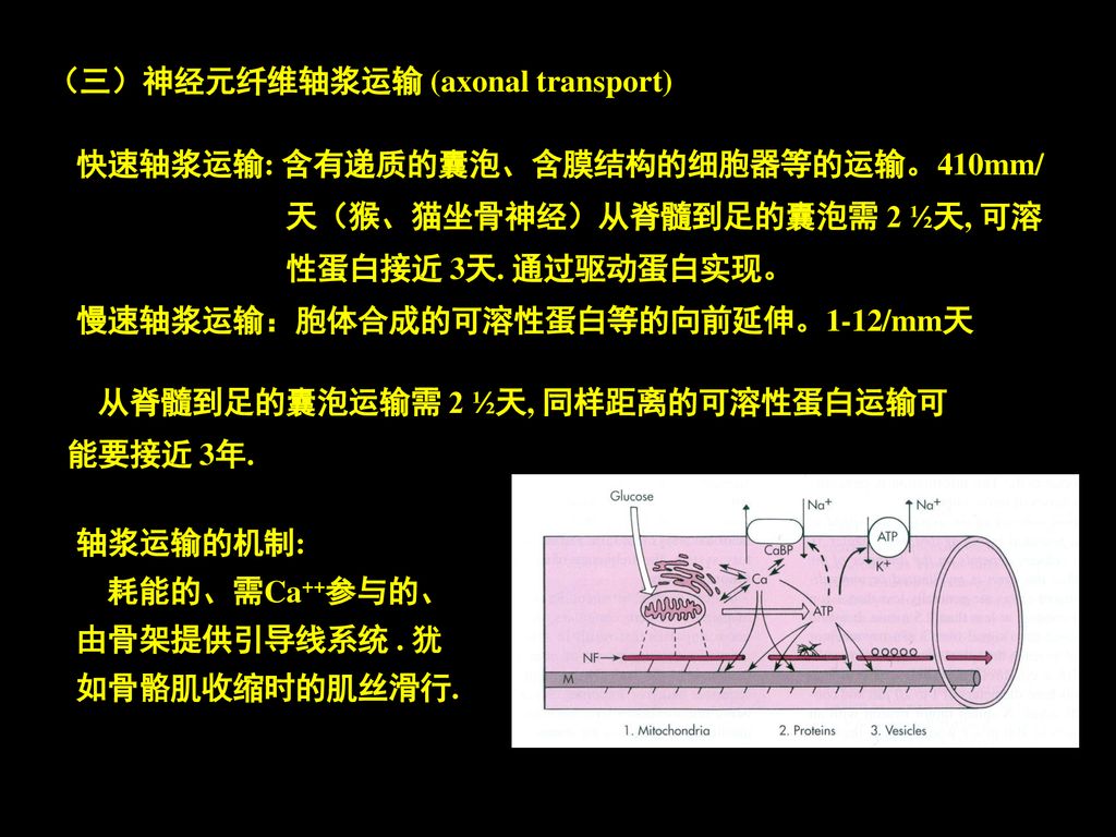 (三)神经元纤维轴浆运输(axonal transport 快速轴浆运输 含有递质